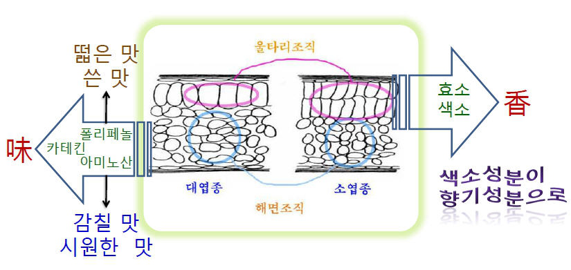 소엽종과 대엽종의 잎 구조와 향미의 차이